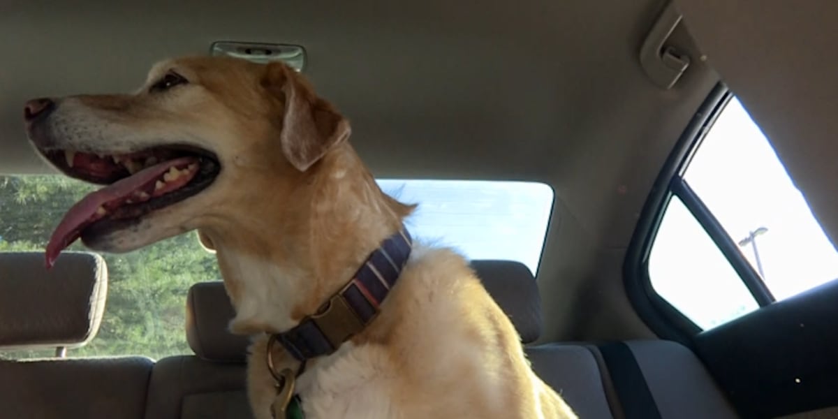 Veterinarian breaks down safe ways to travel with pets ahead of Memorial Day weekend