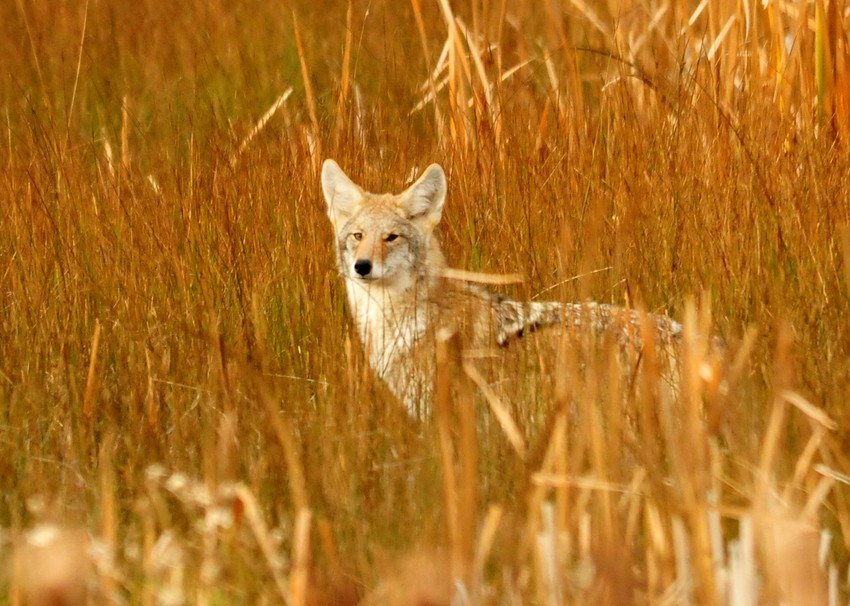 House Bill Would Ban Wildlife Killing Contests on Public Lands