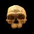 Homo sapiens