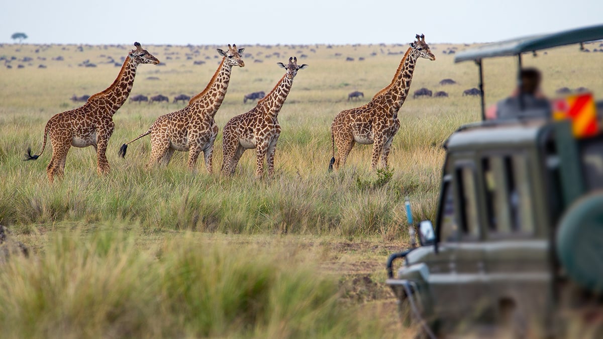 New Report Reveals 2024 Safari Travel Trends