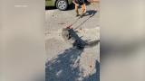 Alligator removed from underneath car on James Island