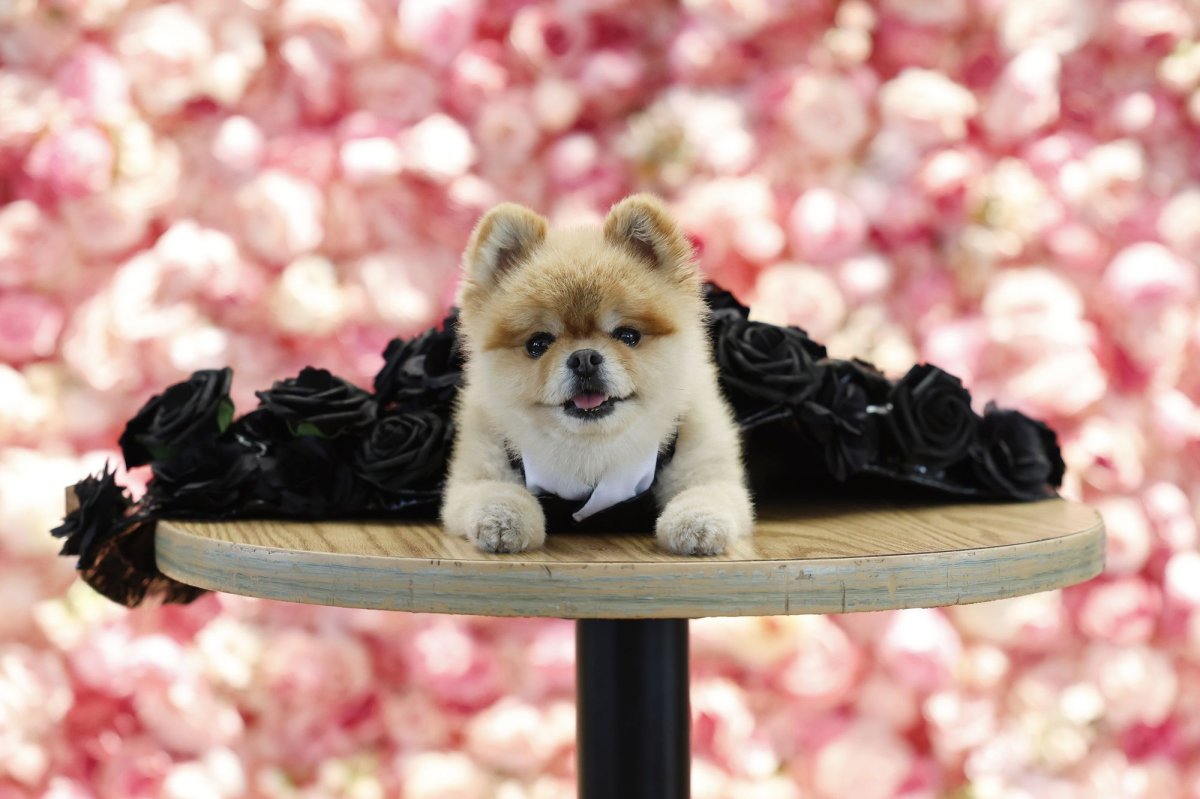 Look: Dogs don Met Gala-inspired looks at Pet Gala fashion show