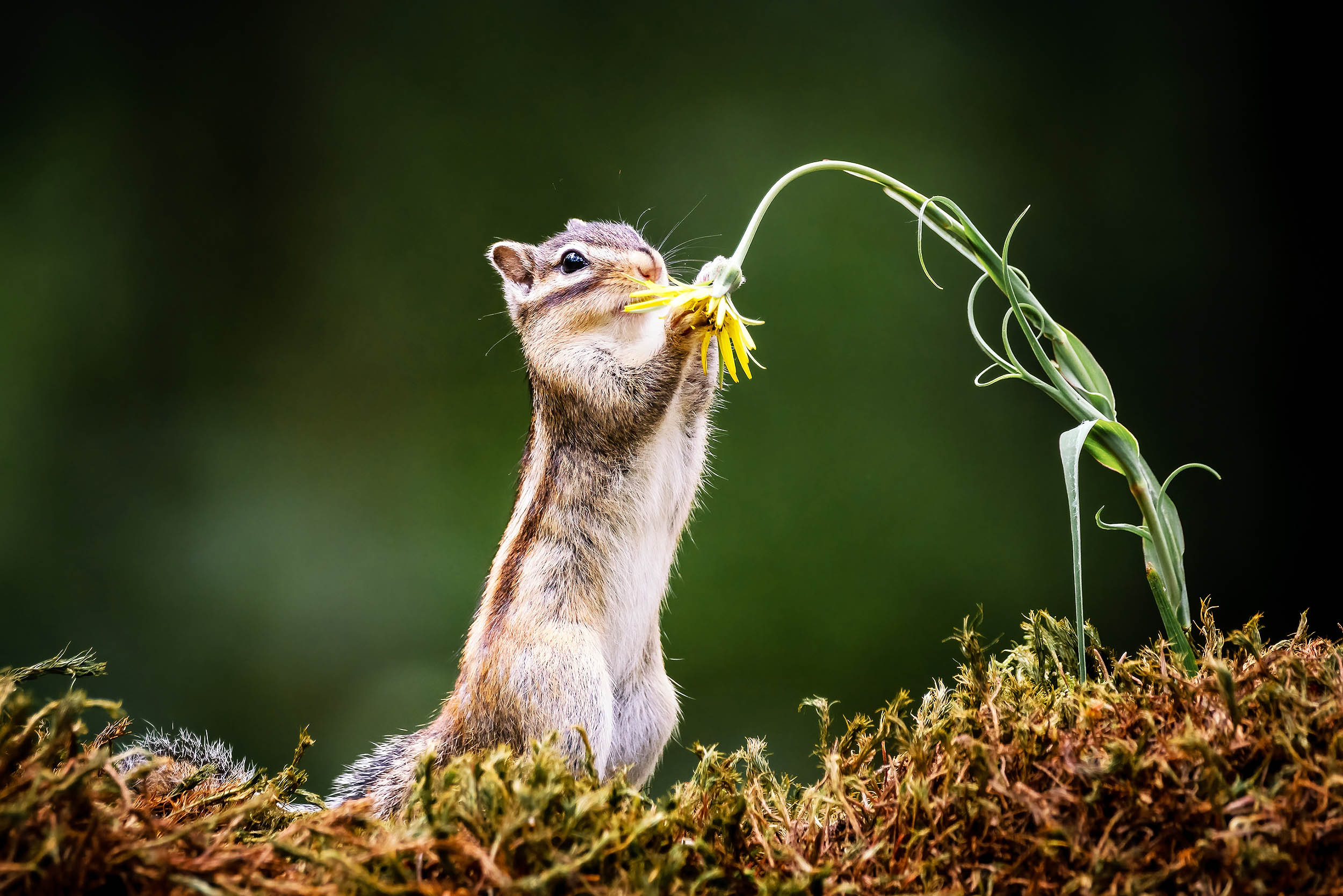 Small mammals play a vital role in maintaining forest health