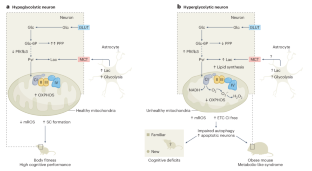 Neuronal hypoglycolysis sustains body health