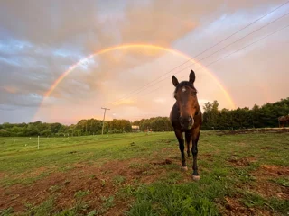 horse standing in green meadow with rainbow