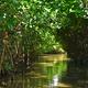 Half of world’s mangroves under threat, says conservation group