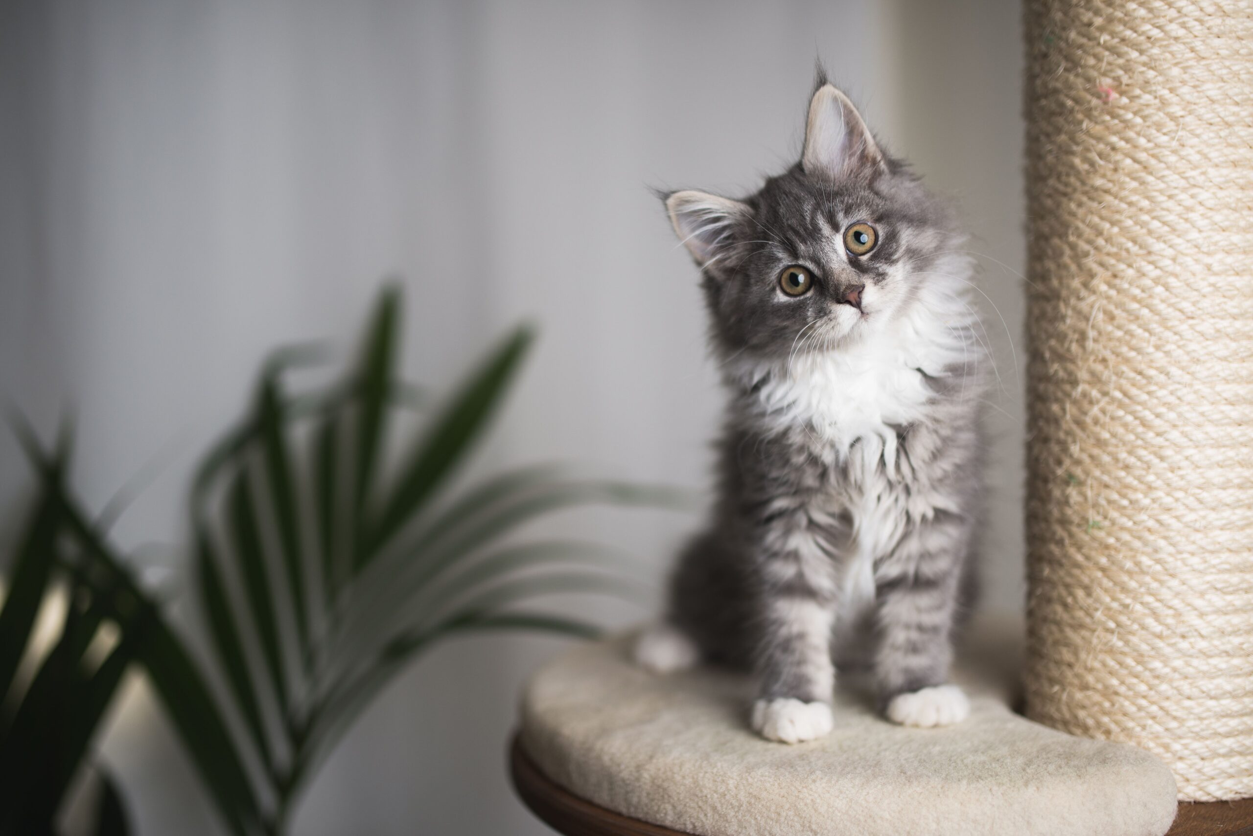 Feline health trends revealed through insurance claims