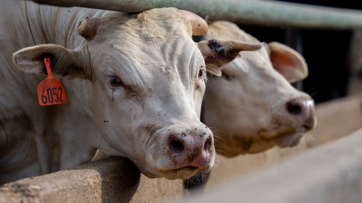 Here’s how U.S. health officials are responding to bird flu in humans after second case
