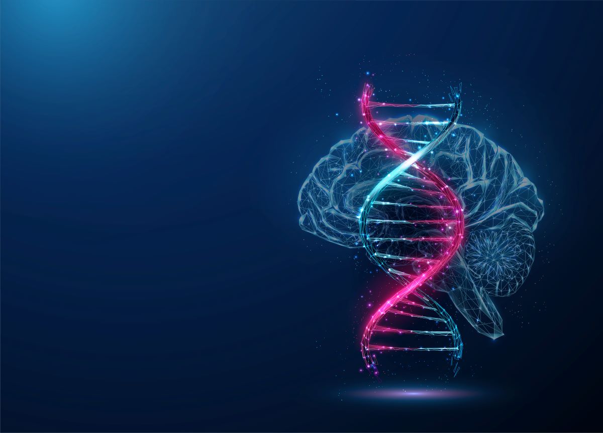 Scientists map networks regulating gene function in the human brain