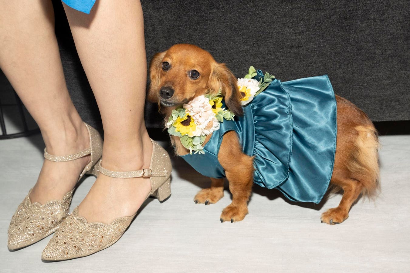 From Puppy Galas To Fashion Pop-Ups, Stylish Spring Events In New York