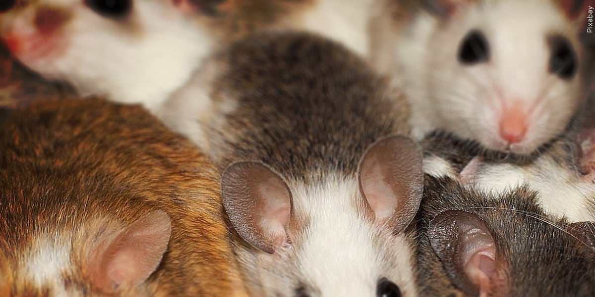 Health Officials alert public of Hantavirus