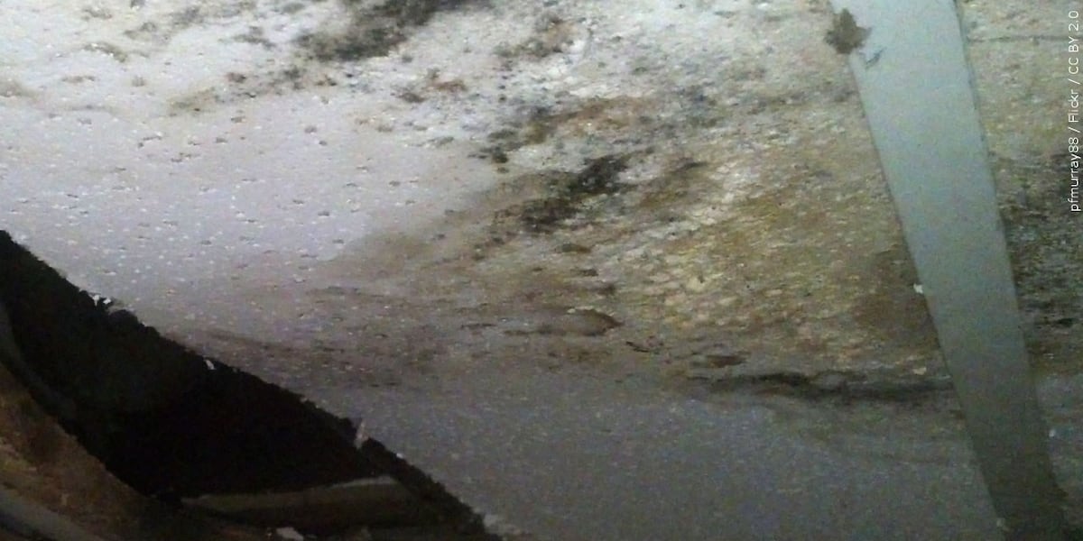 Douglas County Health Department offers mold prevention tips amid wet weather