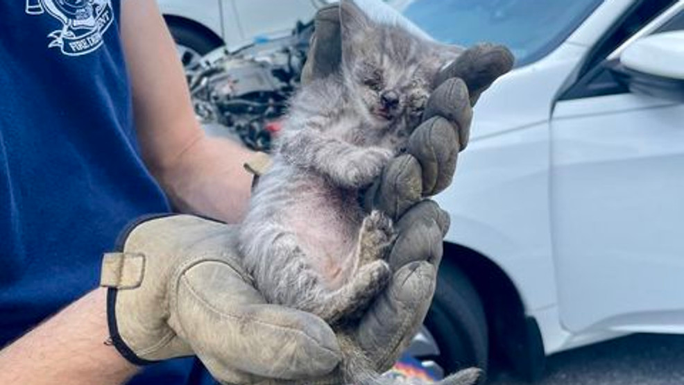 Kitten stuck in car engine rescued by North Charleston firefighters