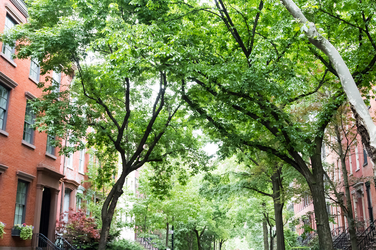 Sibling Study Highlights Impact of Green Neighborhoods on Public Health