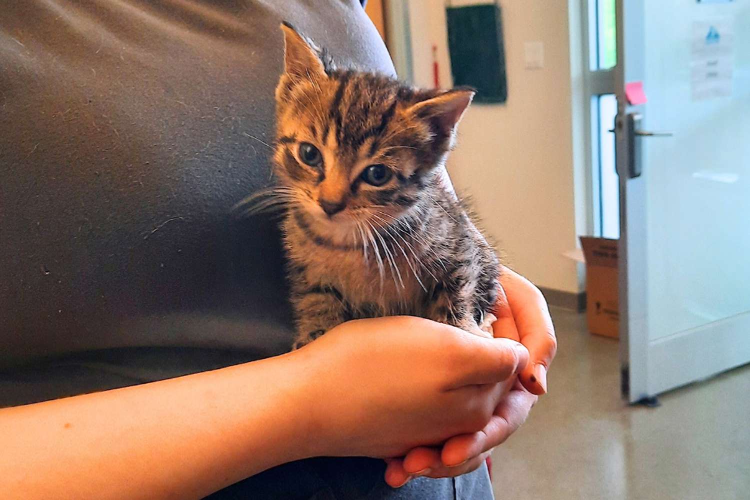 Man Rescues 1-Lb. Kitten from Busy New York Street After She Is Tossed Out of a Car Window