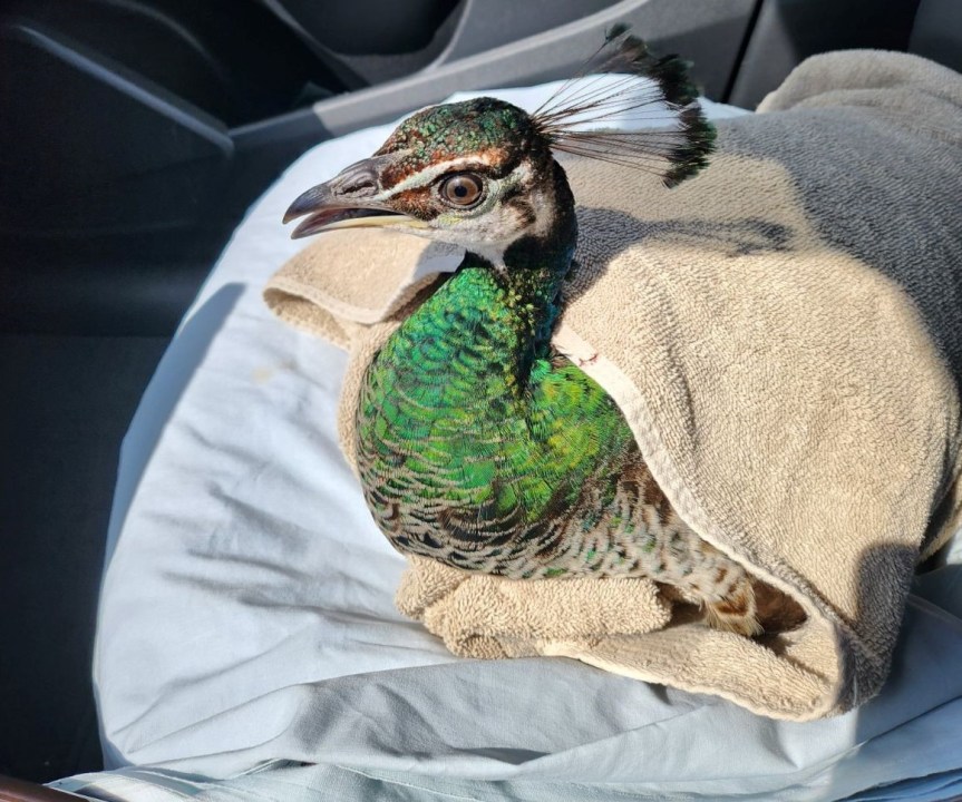 Young peacock seriously injured after being struck by car in Tampa Bay area: FHP