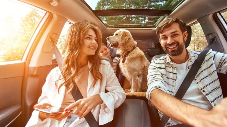 6 Must-Have Car Accessories For Dog Owners