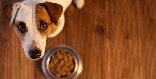 New Maryland Law Places New Restrictions on Noncompete Agreements for Health Care and Veterinary Professionals