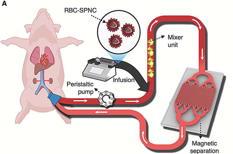 Study reveals promising technology for sepsis treatment using functional magnetic nanoclusters