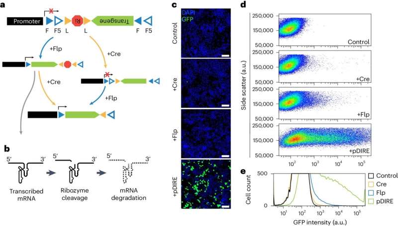 Cell-targeting technology can isolate neuronal subpopulations and link them to behavioral states