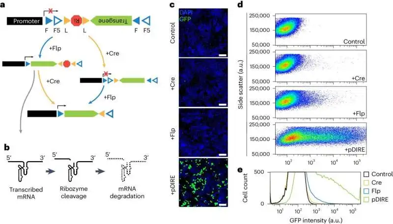 Using cell-targeting technology to isolate neuronal subpopulations, link them to behavioral states