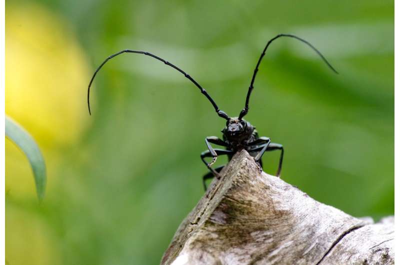 Who will like beetle skewers? What Europeans think about alternative protein food