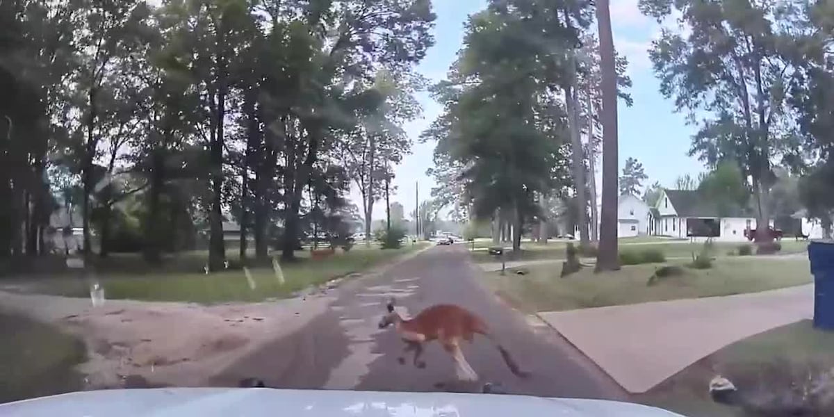 Kangaroo on the loose jumps out in front of police car