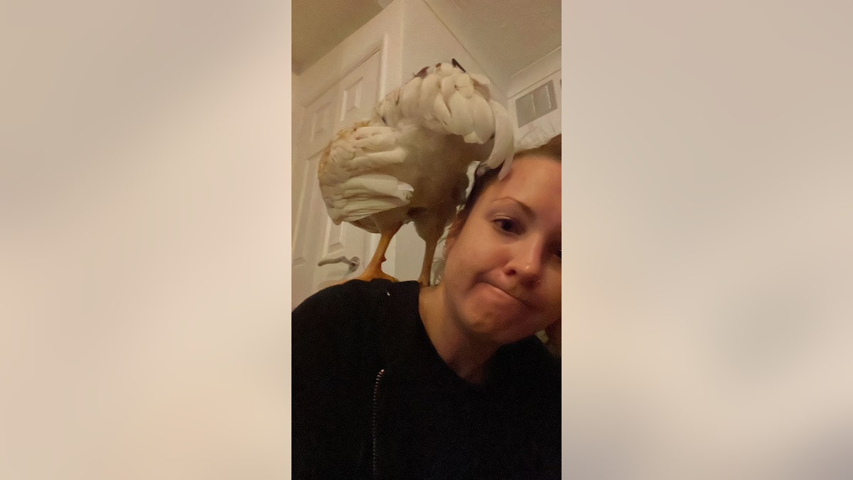 ‘Lovely little bird’ flies right into woman’s car as she’s driving on a country lane