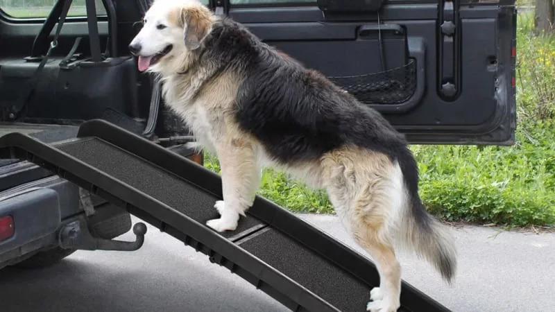 The Best Dog Ramps For Cars In 2024