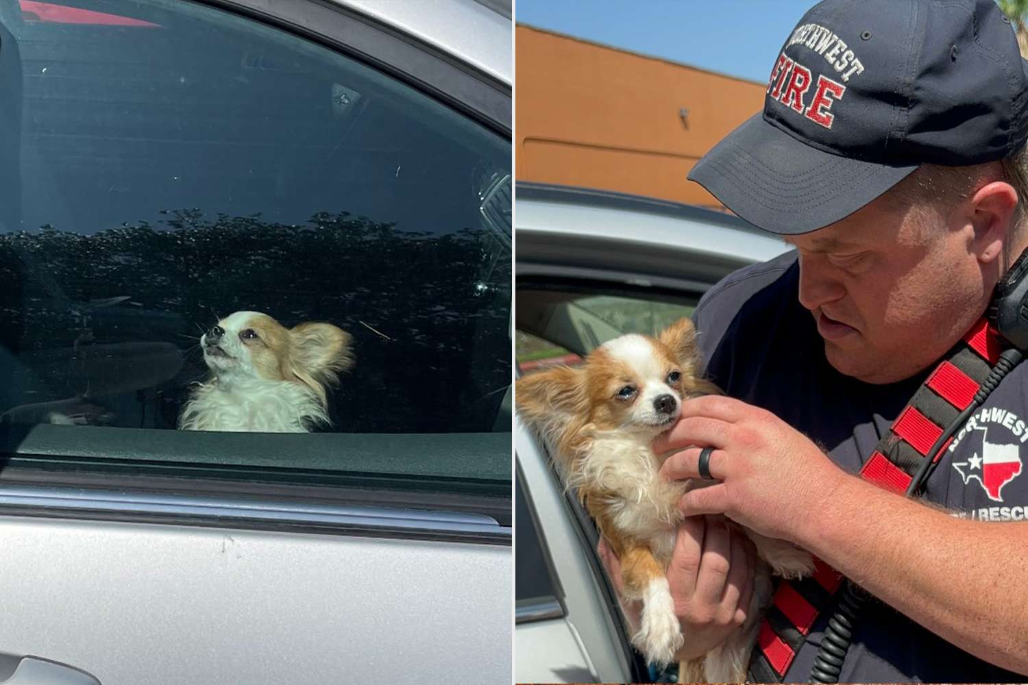 Houston Firefighters Save Dog From ‘Dangerously Hot’ Abandoned Car: ‘Every Second Counted’
