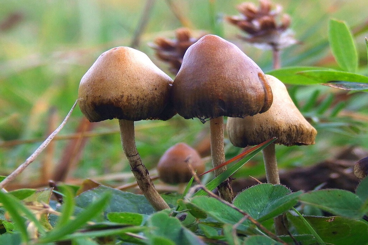 UT Austin Hosts Texas Mushroom Conference, Explores Psilocybin’s Potential for Treating Mental Health Issues