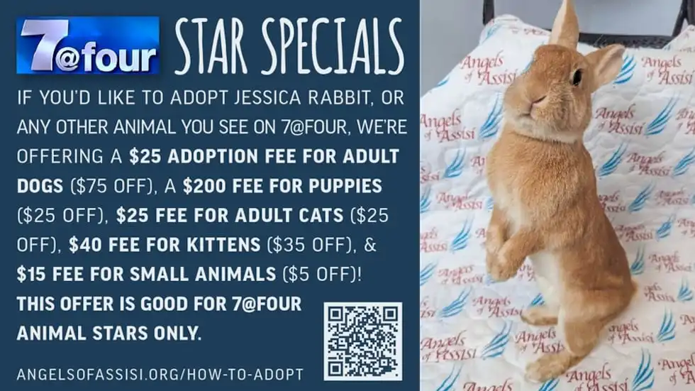 Jessica Rabbit available for adoption