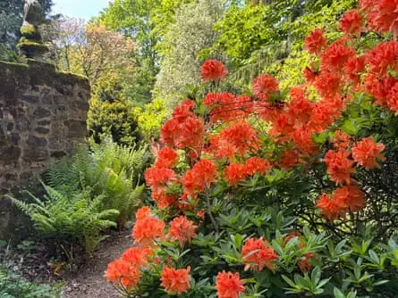 Azaleas growing in the woodland.