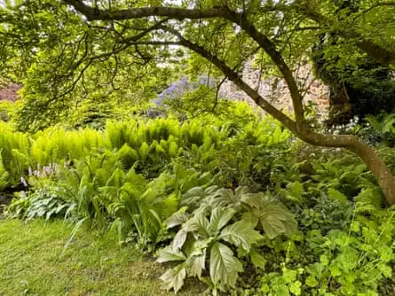 Ferns planted beneath a magnolia.