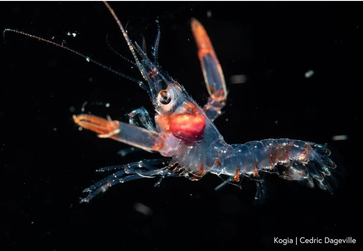 A closeup shot of a small, translucent shrimp floating over a black background