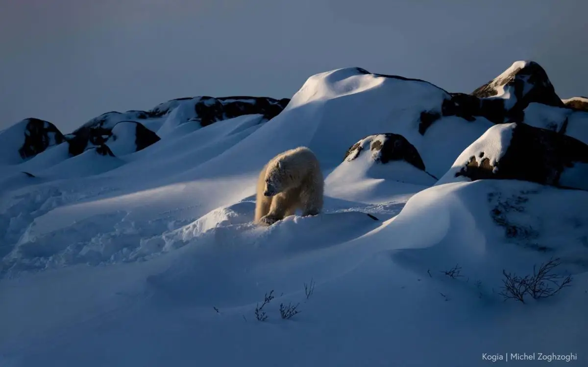 A polar bear stands on a snow-covered hillside at dusk