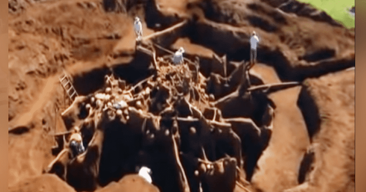 Scientists discover mindblowing ant city ‘equivalent to the Great Wall of China’