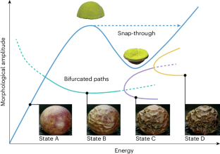 Computational morphology and morphogenesis for empowering soft-matter engineering