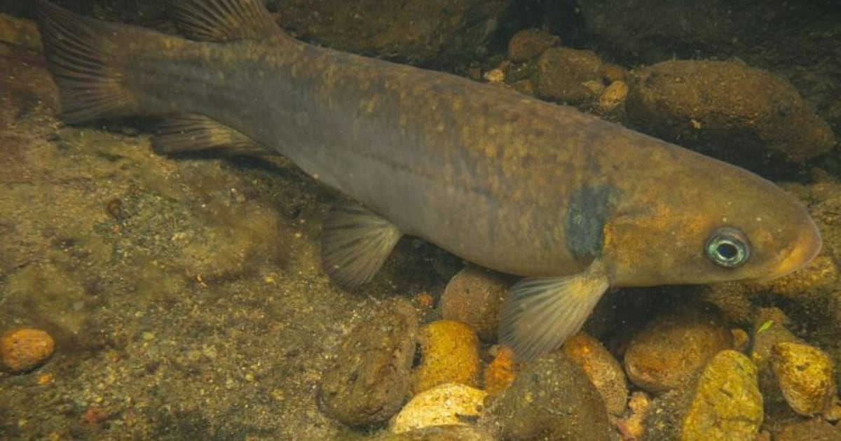 Conservation efforts offer hope for rare whitebait species