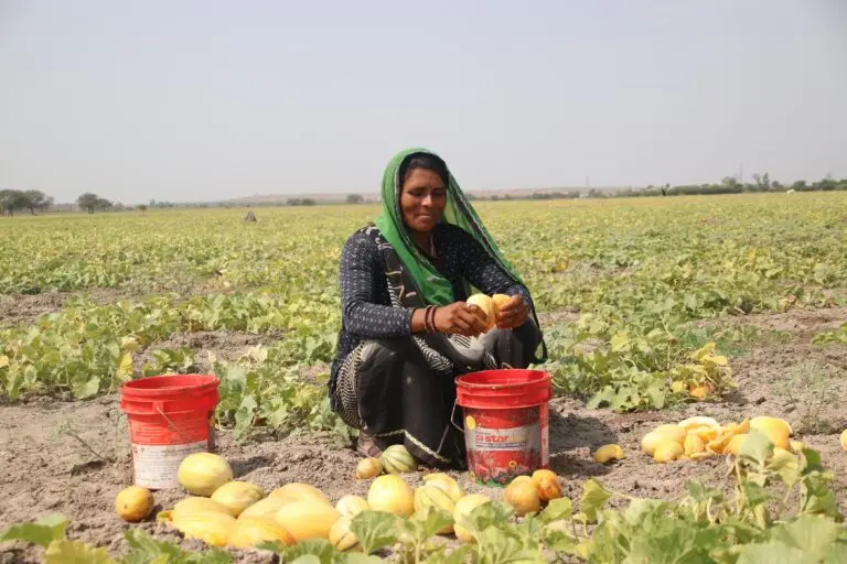 Manjubai extracts seeds from the musk melon fruit for further processing Image by Aishwarya Mohanty.