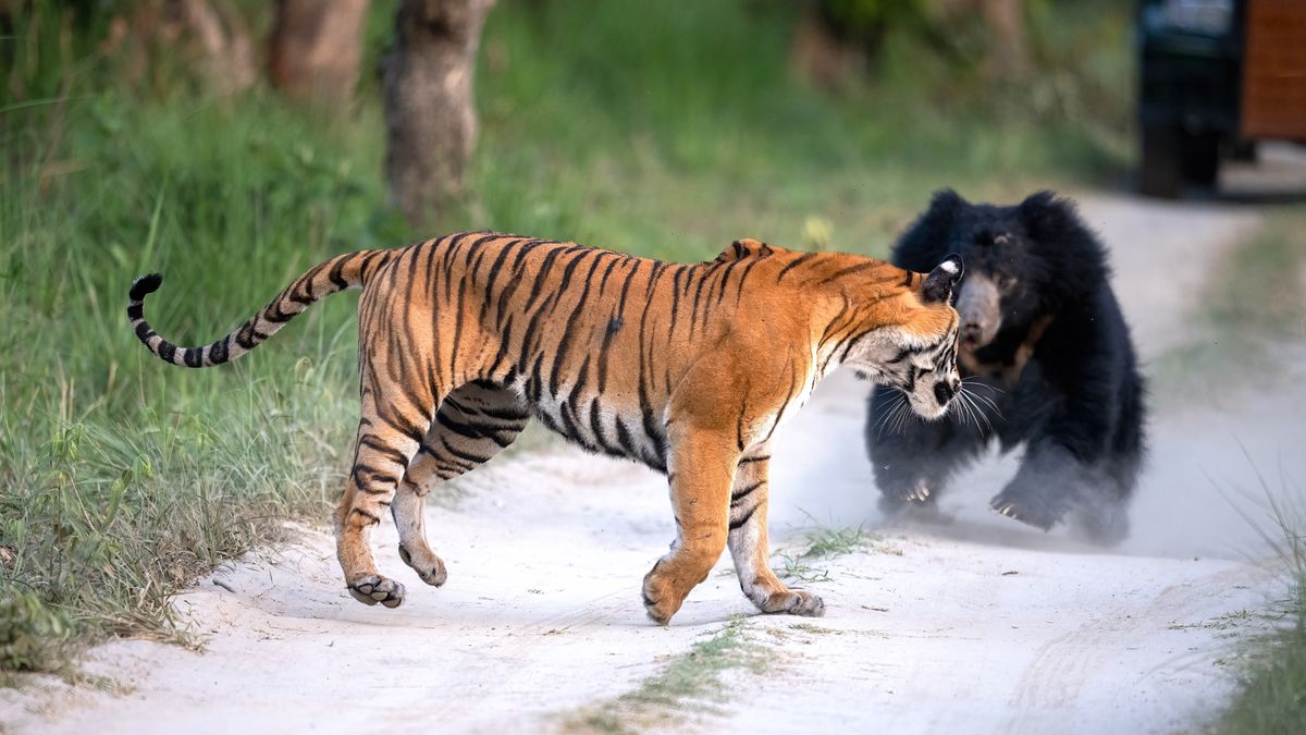 Bear vs tiger: Watch 2 of nature’s heavyweights face off in the wild in India