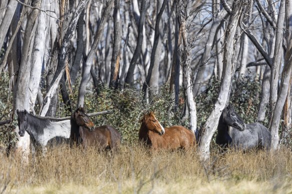 ABC reporting on brumbies lacked accuracy, impartiality: ombudsman