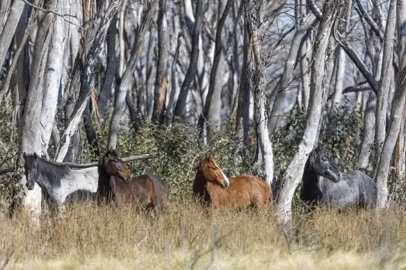 Feral horses near Long Plain in Kosciuszko National Park in October last year.