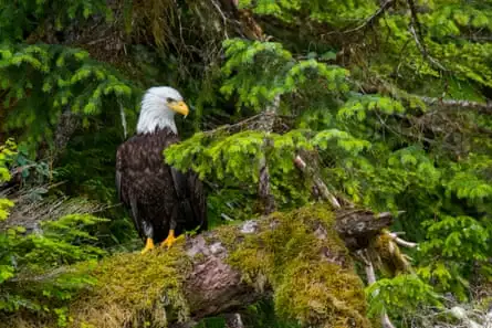 A bald eagle sits on a moss-covered tree in the forest along the shoreline of Takatz Bay on Baranof Island, Tongass national forest, Alaska.