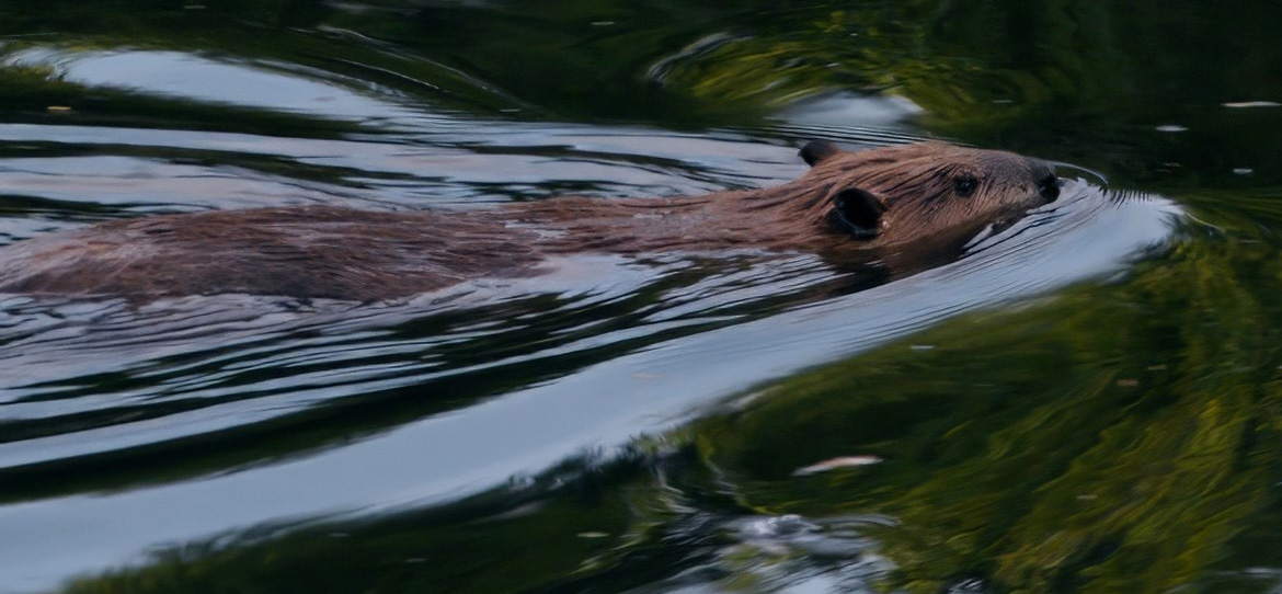 Beavers in King County