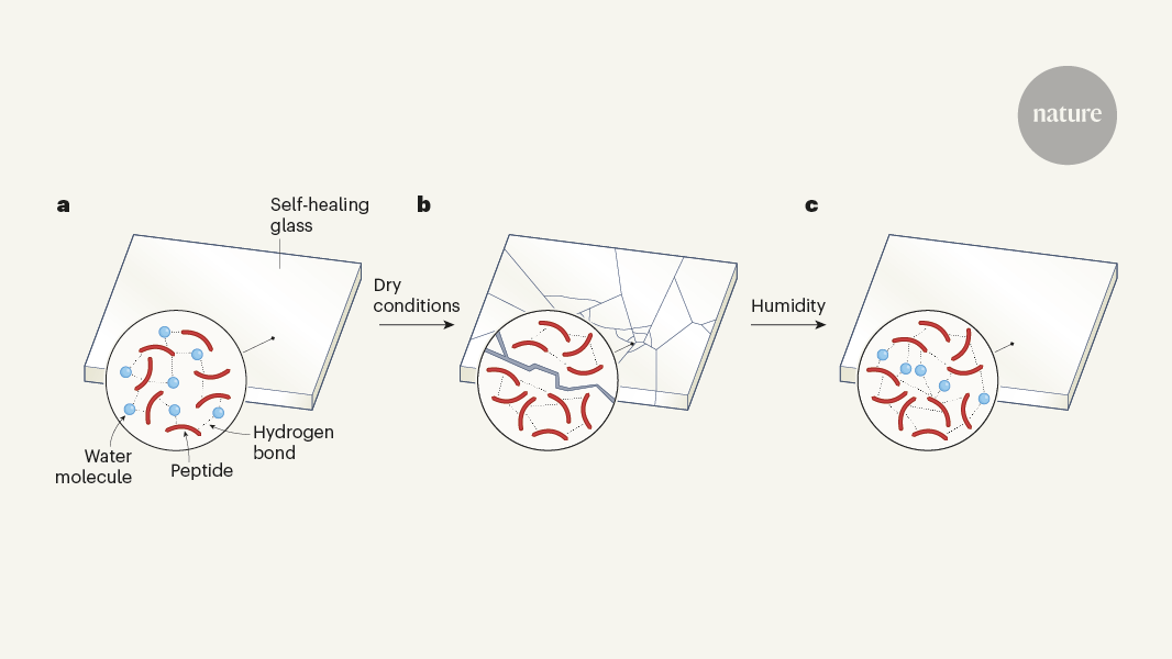 Self-healing glass from a simple peptide