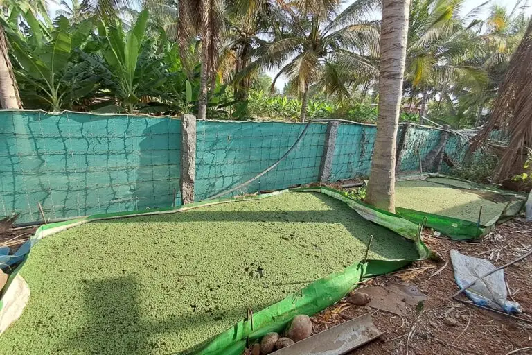 Azolla has thrived even in the hottest summer on Maruthachalam's farm, growing robustly under the shade of coconut trees thanks to the natural sand and fresh water available on his four-acre organic farm. Photo by Gowthami Subramaniam/Mongabay.