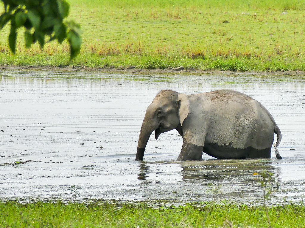 Yes, Environment Ministry Took ‘Many Steps’ Under Modi – But They Cost the Environment Itself