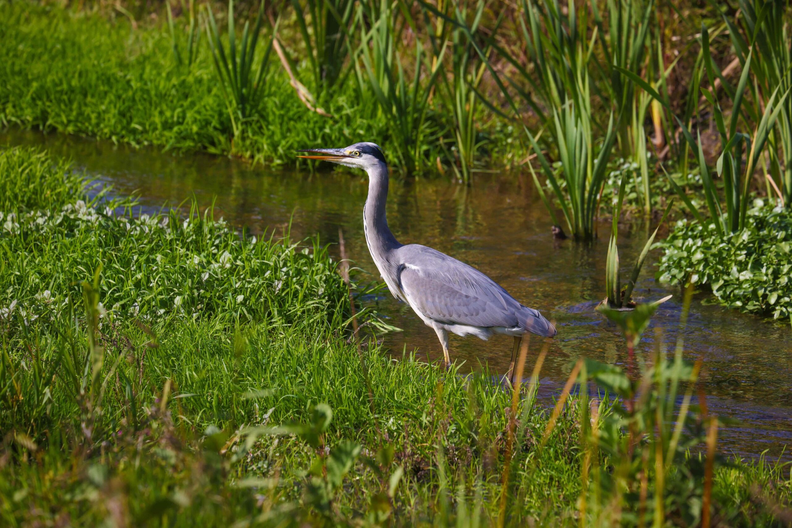 Germany’s Environment Minister Lemke welcomes EU nature conservation law