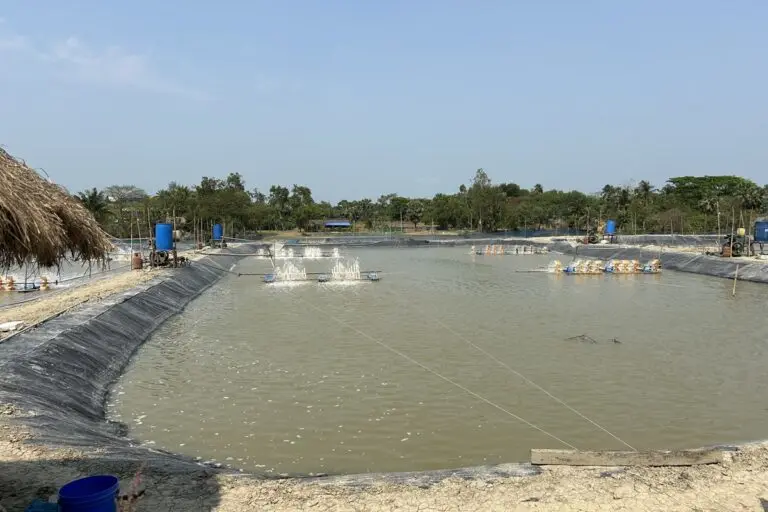 One of the rare aquaculture sites in Sundarbans where scientific methods are being followed. Image by Niladry Sarkar for Mongabay.